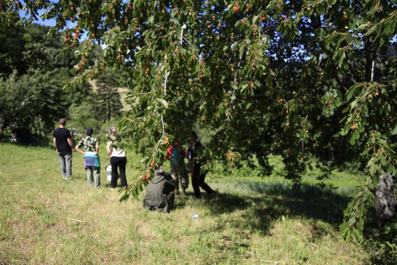 TEREN_SЛОЈЕVИ⁰⁰¹ · Mijakovići, July 2026